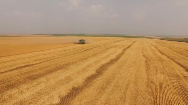 Hava görünümünü hasat buğday alanı birleştirmek. 4k — Stok video