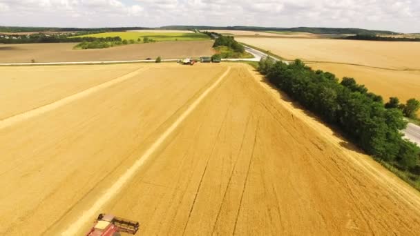 Vista aérea da ceifeira-debulhadora reúne a cultura de trigo dourado em 4k — Vídeo de Stock
