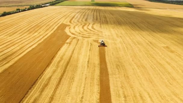 Aerial view of combine harvester gathers the grains of wheat in the field 4K — Stock Video
