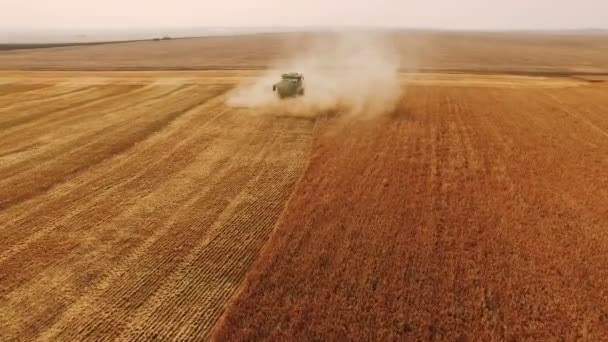 Aerial view of ripened wheat gathered in by combine harvester in 4K — Stock Video