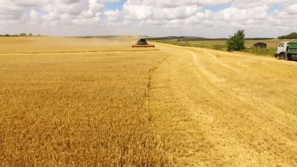 Vue aérienne de moissonneuse batteuse rassemble la récolte de blé doré sur les terres agricoles en 4K 