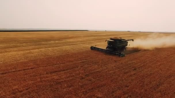 Buğday hasat modern birleştirmek hasat 4 k ile havadan görünümü — Stok video