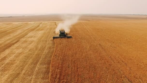 Повітряний вигляд комбайна збирає урожай пшениці в 4k — стокове відео