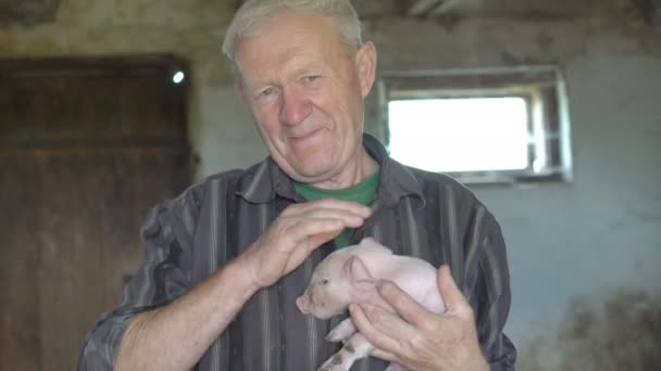 Stary człowiek posiada świnia na ręce i bawić się z nim w 4k — Wideo stockowe