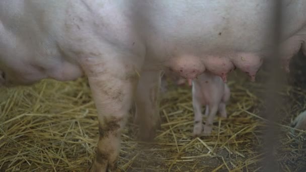 Сеять и сосать свинью в 4K — стоковое видео