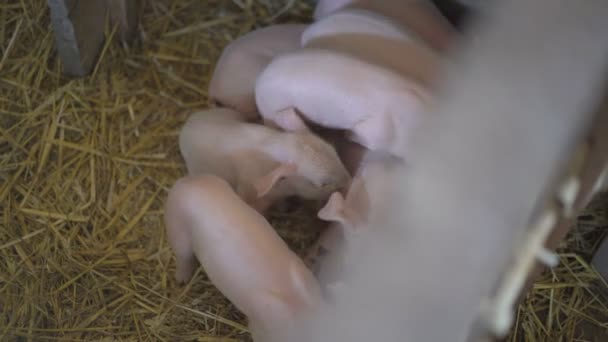 Drift van varkens eten in de kooi. 4k — Stockvideo