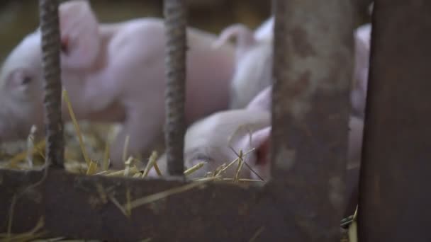 Маленькі свині відпочивають на соломі в клітці в 4K — стокове відео