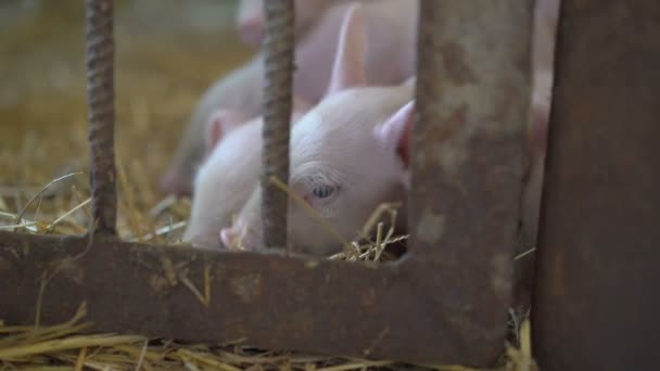 Porquinhos descansando na palha em 4K — Vídeo de Stock