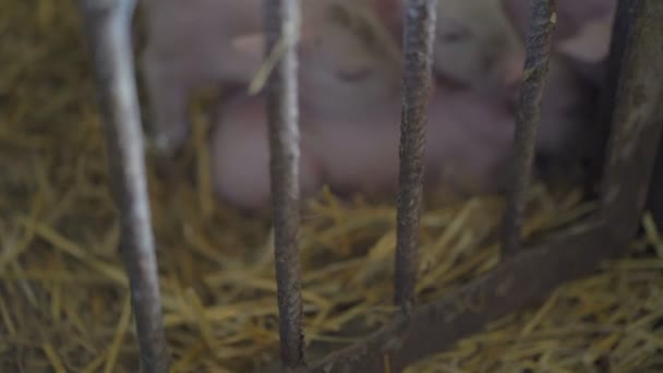 Porcs reposant sur la paille dans une cage en 4K 