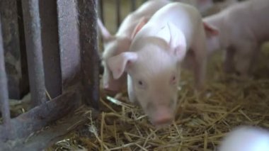 Küçük domuz bir kenara kamera yürüme. 4k