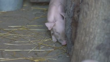 Küçük domuz kafes içinde yürüyüş