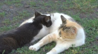 Anne sütü emme yavru kedi