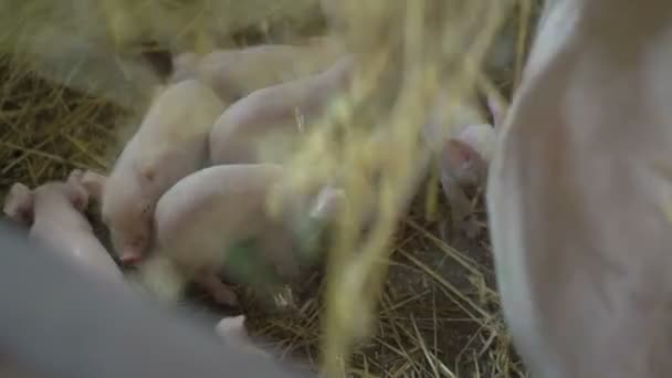 母猪和小猪玩和秸秆还田在 4 k — 图库视频影像