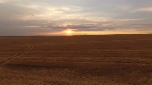 Antenne bewegt sich zum Sonnenuntergang zwischen Himmel und abfallenden Weizenfeldern. 4k — Stockvideo
