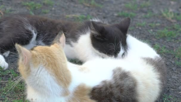 Söt kattunge sugande mödrar mjölk — Stockvideo