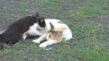 Yeşil çimenlerin üzerinde anne sütü emme yavru kedi