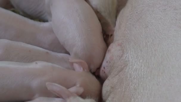 Cerdos chupando la leche de la madre — Vídeos de Stock