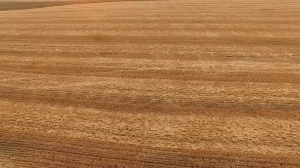 Вид с воздуха на фон золотых полей. 4K — стоковое видео