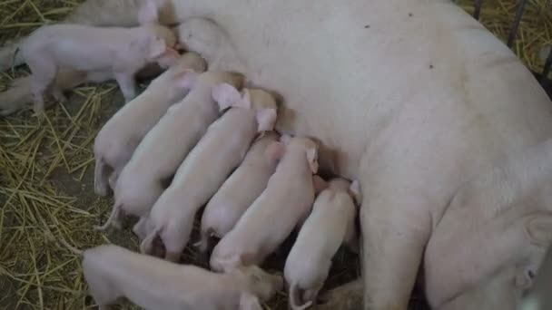 Les porcs sucent la truie sur la paille. 4K — Video