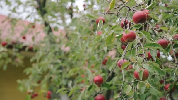 Manzanos con manzanas rojas — Vídeo de stock