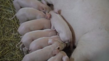 Ekmek ve saman üzerinde emme domuzlar. 4k