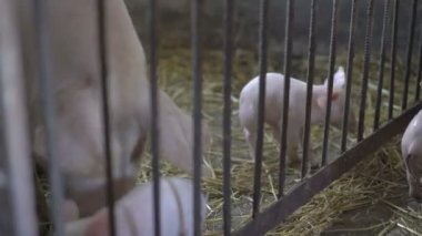 Onunla oynarken küçük domuz saman ekmek. 4k