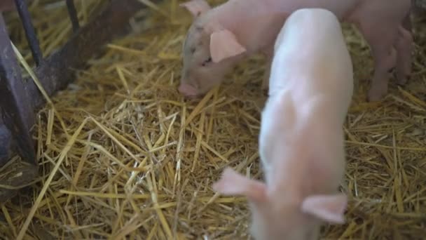 Little pigs resting on the straw in 4K — Stock Video