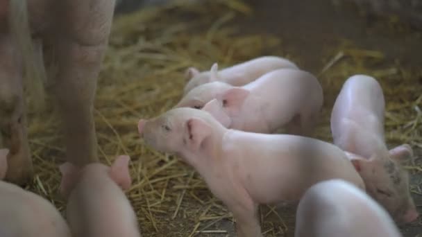 Маленькие свиньи отдыхают со своей свиньёй в 4K — стоковое видео