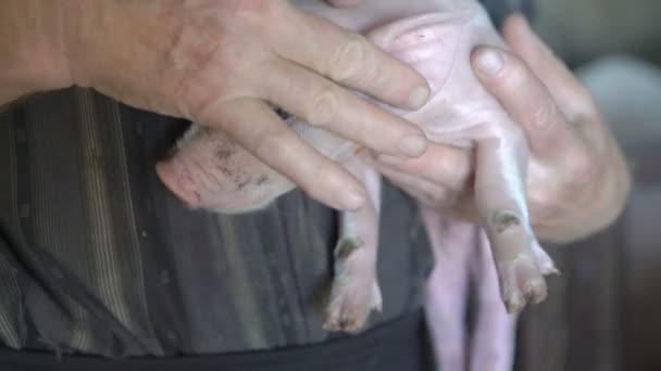 Le vieil homme tient un cochon sous le menton, caresse sa tête en 4K — Video