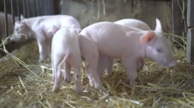 4 k saman üzerinde birçok küçük domuz