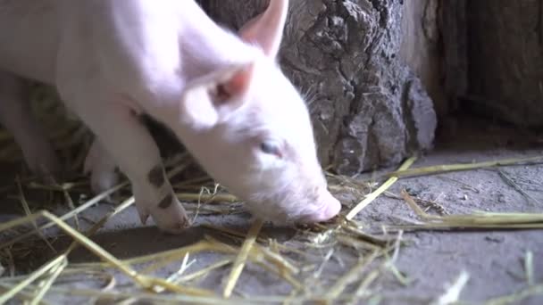 Un petit cochon qui trouve à manger. 4K 