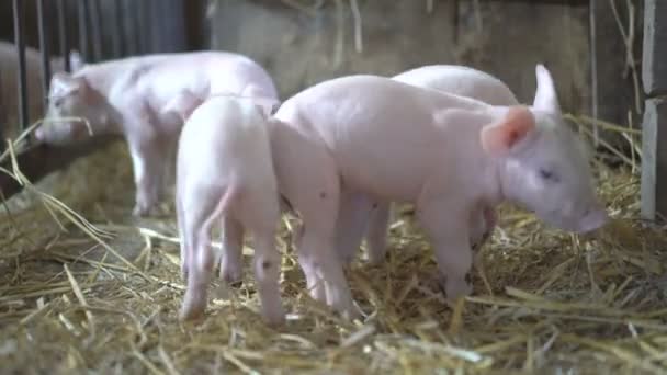Много маленьких свиней отдыхают на соломе в 4K — стоковое видео