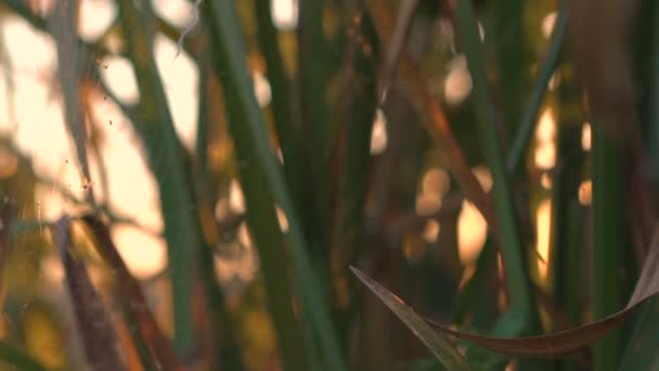 Close up de grama longa verde com aranha na web. Céu fundo — Vídeo de Stock