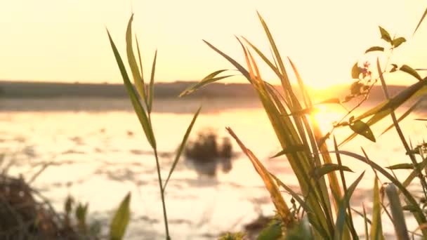 Solnedgång vid floden med tång och grönt gräs. 4k — Stockvideo