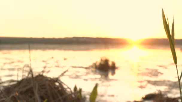 Pôr do sol no rio com algas marinhas. 4K — Vídeo de Stock