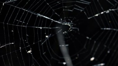 Siyah arka plan üzerine örümcek ağı yanıyor