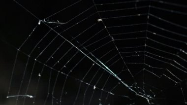 Alight spider web on the dark background