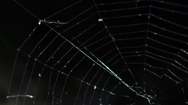 Una tela de araña clara en el fondo oscuro — Vídeos de Stock