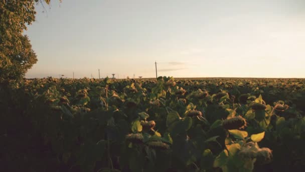 Sunflowers on sky with sunset background. 4K — Stock Video