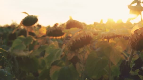 Rijpe zonnebloemen op sky met zonsondergang achtergrond. 4k — Stockvideo