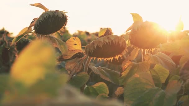 Le vent déplace les tournesols mûrs sur fond de coucher de soleil. 4K — Video