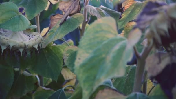 Primer plano de hojas verdes de girasoles maduros. 4K — Vídeos de Stock