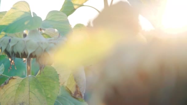 Alto girasol maduro moviéndose sobre el fondo del atardecer. 4K — Vídeo de stock