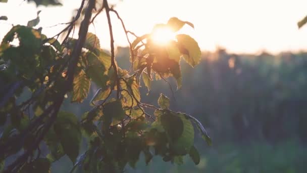 Ветка с зелеными листьями движется на фоне заката. 4K — стоковое видео