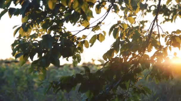 Зеленые листья деревьев движутся на солнечном фоне неба. 4K — стоковое видео
