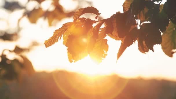 Herbstblätter von Hainbuchen, die sich auf dem Hintergrund des Sonnenuntergangs bewegen. 4k — Stockvideo