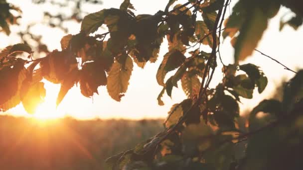 Frunzele de toamnă ale fasciculului se deplasează pe fundalul razelor solare. 4K — Videoclip de stoc