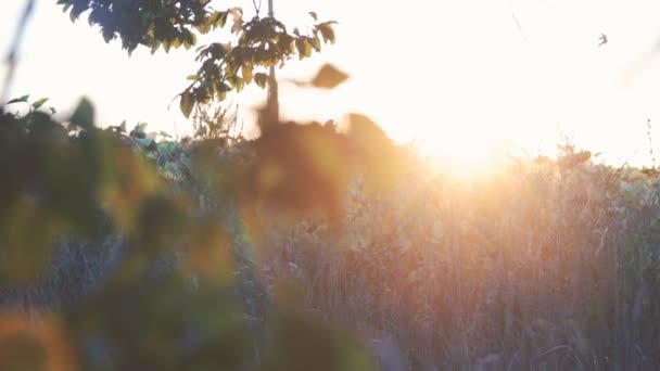 Feuilles d'automne de charme se déplaçant sur fond de ciel ensoleillé. 4K — Video