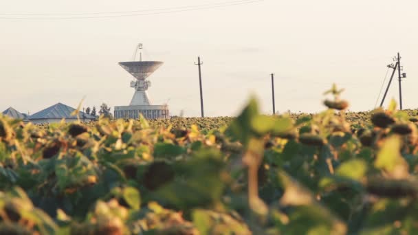 A mező az érett sunflowerson ég háttere — Stock videók