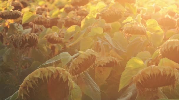 Feld der reifen Sonnenblumen. Wind bewegt grüne Blätter — Stockvideo